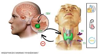 PHYSIOLOGIE DE LA GLANDE THYROÏDE [upl. by Lissak]