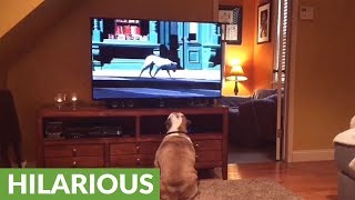 Bulldogs incredibly cheer on stray canine in Budweiser commercial [upl. by Silohcin]