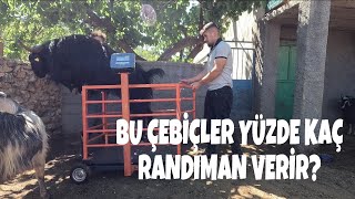 GENÇ ÇOBANLA KURBANLIKLARI TARTTIK CANLI KİLO YÜZDE KAÇ RANDIMAN VERİR [upl. by Thay]