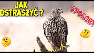 SPOSOBY na JASTRZĘBIA  jak się go pozbyć 🦅 [upl. by Tymothy]