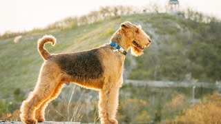 How to Stop Excessive Barking in Soft Coated Wheaten Terriers [upl. by Ydasahc438]