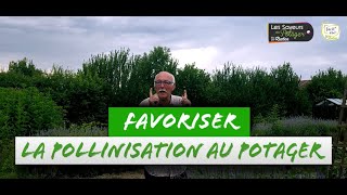 Favoriser la pollinisation au potager [upl. by Nylac]