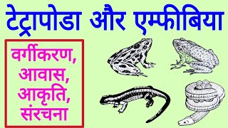 All about Amphibians  मेंढ़क टोड सैलामेंडर आदि का चित्र  Tetrapoda and Amphibia in hindi [upl. by Ainnat]