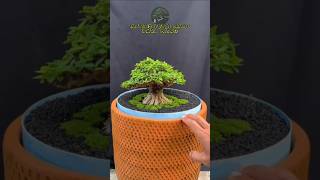 Anting Putri Daun Micro bonsaiunik snibonsai bonsai [upl. by Zacherie]