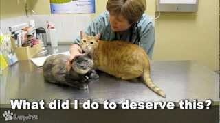 Cats Demand Attention From Vet [upl. by Nickles]