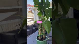 How to care for a Swiss cheese plant plants youtuber [upl. by Alliw503]