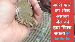 Bageri ke saamne heater bhi fail lekin ho sakti hai aapko jail🐦Protect Bird bageri birds birdsp [upl. by Umeh]