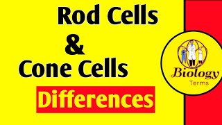 Difference Between Rods and Cones📖👨‍🔬  Rod Cell and Cone Cell Differences  Retina [upl. by Coopersmith296]