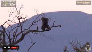 Vultures Mating On A Leadwood Tree [upl. by Lennie]