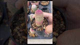 🌈 เรนโบว์ Echinocereus Pectinatus Rubispinus cactusplant แคคตัส กระบองเพชร cactusampsucculent [upl. by Perkin]