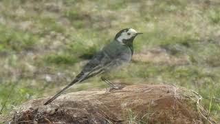 The White Wagtail Motacilla alba Linerle Majavatnet Grane Nordland Norway 2023 [upl. by Adnarb]