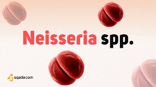 Neisseria spp Growth and Classification  Gram Negative Bacteria Microbiology [upl. by Friend376]