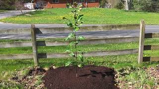 Brackens Brown Beauty Southern Magnolia in Burlington Ontario Canada USDA zone 6a [upl. by Ain996]