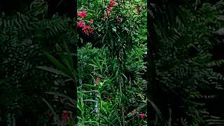 Nerium oleander flowers viralshort beautiful likes subscribe support [upl. by Bluhm515]