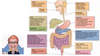 The Digestive System KS3  The Bio Coach [upl. by Ahsem]