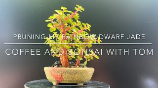 Pruning My Rainbow Dwarf Jade Bonsai Medio Picta Portulacaria Afra [upl. by Suicul722]