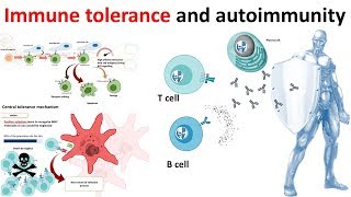 Immune Tolerance and autoimmunity overview [upl. by Aunson164]