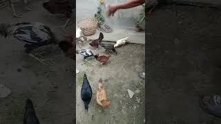 Give me food for chicken mga ka Agri please subscribe my chanel [upl. by Eigna]