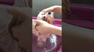 Spa Day da Cocadinha 🐾 🚿 ShihTzu [upl. by Alarick]