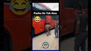 Try not to laugh 🤣🤣🤣 pashu cow pets china tour cattle animals viralvideo trending shorts [upl. by Selestina]