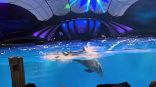 atlanta aquarium dolfin show [upl. by Nalced237]