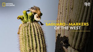 Saguaro  Markers of the West  Americas National Parks  हिन्दी  Full Episode  S1E5  Nat Geo [upl. by Cecilius]