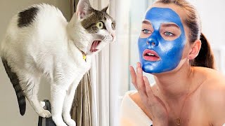 Funny cats scared of random things 🙀😹 Best Scared amp Startled Cats Compilation [upl. by Katz]