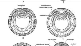 عملية تكوين الاعضاء Organogenesis of Amphioxus [upl. by Otecina170]