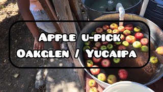 Apple UPicking in Oak Glen Yucaipa CA fall activity 2024 [upl. by Thielen]