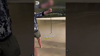 Terrifying Beach Worms Australias Creepy Sand Dwellers  nature [upl. by Trueblood]