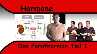 Parathormon Teil 1 [upl. by Nera]