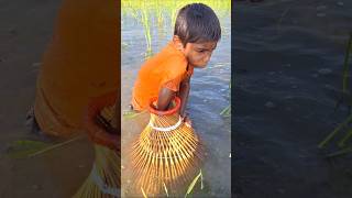 Traditional Polo Trap Fishing in Beel water polotrapfishing catchingfish fishing shorts [upl. by Hsetih852]