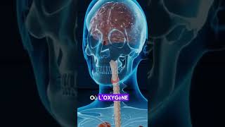 La Respiration  Comment Elle Impacte Réellement Votre Corps  Arrêtez le Massacre [upl. by Jolda]
