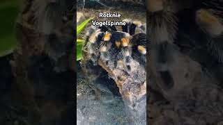 Rotknie Vogelspinne🕷 spider vogelspinne spinne zoo zootiere terrarium shortvideo shorts [upl. by Marriott]