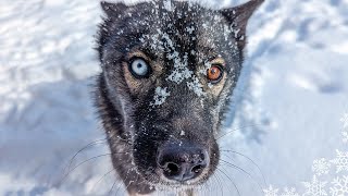 My Husky Enjoying Snow Day Slow Motion Huskies Playing in the Snow [upl. by Anyale]