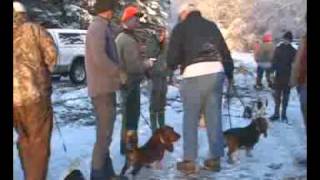 Hunting Basset Hounds [upl. by Elleinnod]