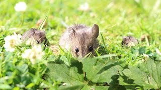 Life of a Field Mouse [upl. by Nele]