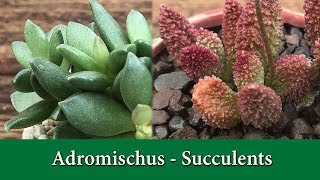 How to Grow Adromischus a rare and fascinating group of succulents [upl. by Farmann]