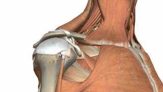 Shoulder Joint  Glenohumeral Joint  3D Anatomy Tutorial [upl. by Vanya]