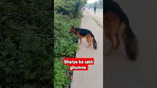 Hello dosto 😍 Mai hu Simba cute sa gsd 😍shortvideos funny cute animals love petpetlover [upl. by Ettenna]