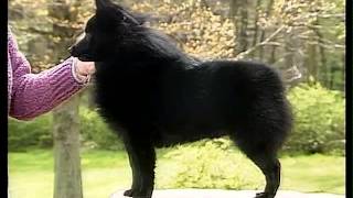 Schipperke  AKC Dog Breed Series [upl. by Nnylrefinnej894]