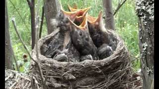 Fieldfare Turdus pilaris nest  part 1 [upl. by Aaronson]