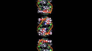 The intercalation of daunomycin [upl. by Alben]