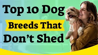 Top 10 Dog Breeds That Don’t Shed [upl. by Enimrac]