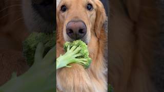 My dog pulled a diet prank on me [upl. by Brahear]