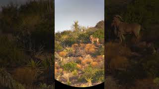 640 Yard Aoudad Killshot Barbary Sheep Hunting shorts [upl. by Grenier560]