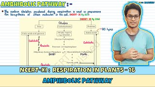 Respiration in Plants Lec 16 Amphibolic Pathway Class 11 NEET Harishu [upl. by Elehcar]