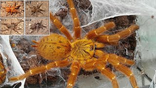 Pterinochilus murinus цветовые формы  забор кокона Ядовитый паук [upl. by Atiuqad]