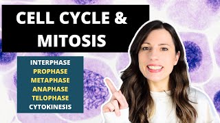 Cell Cycle amp MITOSIS Alevel Biology Prophase Metaphase Anaphase and Telophase [upl. by Ahtennek]