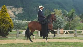 Emperador Del Corcel Caballo Troton Galopero Criadero el Diamante By Hiban Fotografía [upl. by Delanty]